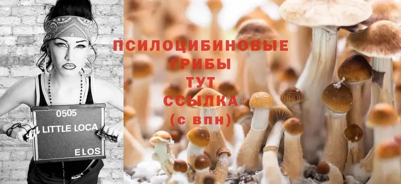 Галлюциногенные грибы Psilocybine cubensis  цены   Буй 